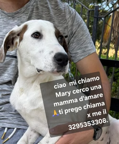 Nocciolino e Mary quasi 5mesi INVISIBILI SICILIA | Foto 3