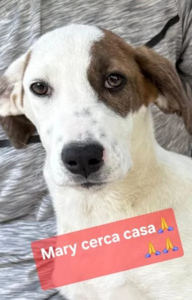 Nocciolino e Mary quasi 5mesi INVISIBILI SICILIA | Foto 2