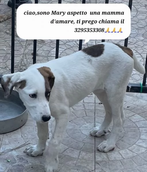 Nocciolino e Mary quasi 5mesi INVISIBILI SICILIA | Foto 1