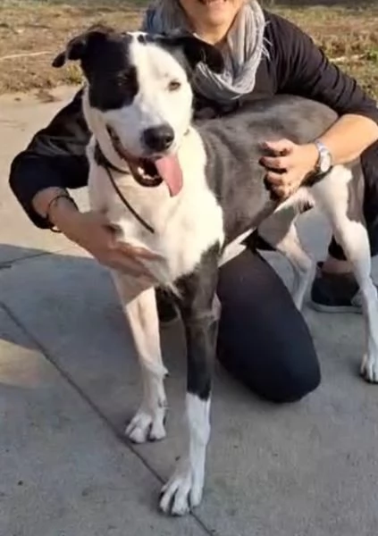 Teky mix Amstaff femmina 4anni e 12 in canile da oltre 3anni | Foto 6