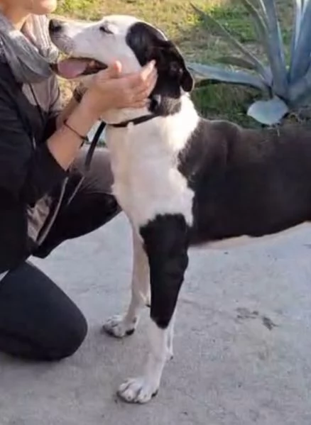 Teky mix Amstaff femmina 4anni e 12 in canile da oltre 3anni | Foto 5