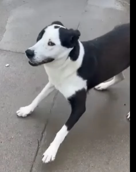 Teky mix Amstaff femmina 4anni e 12 in canile da oltre 3anni | Foto 4