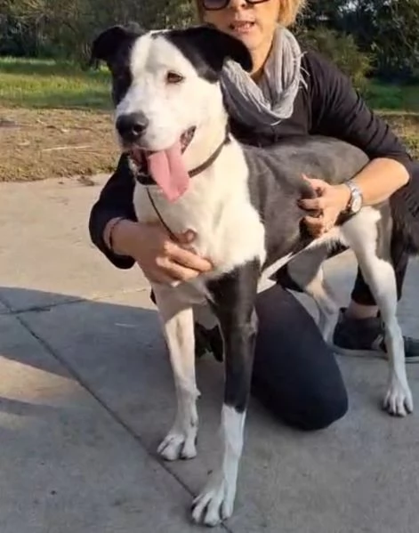 Teky mix Amstaff femmina 4anni e 12 in canile da oltre 3anni | Foto 3