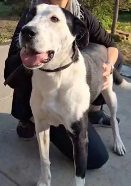 Teky mix Amstaff femmina 4anni e 12 in canile da oltre 3anni