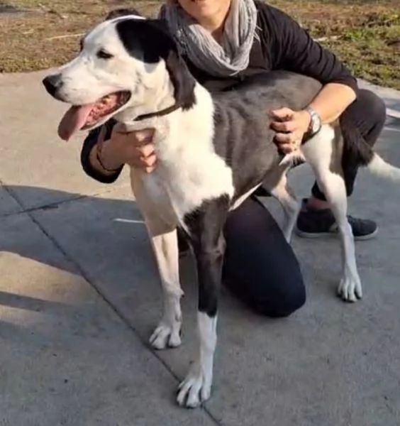 Teky mix Amstaff femmina 4anni e 12 in canile da oltre 3anni | Foto 2