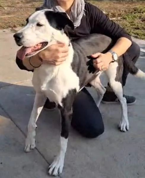 Teky mix Amstaff femmina 4anni e 12 in canile da oltre 3anni | Foto 1