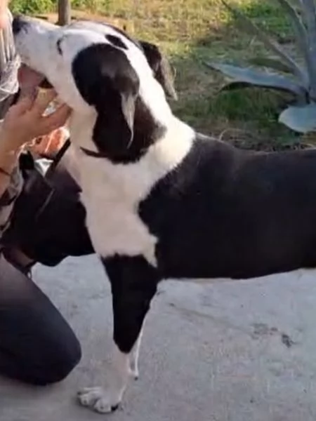 Teky mix Amstaff femmina 4anni e 12 in canile da oltre 3anni | Foto 0