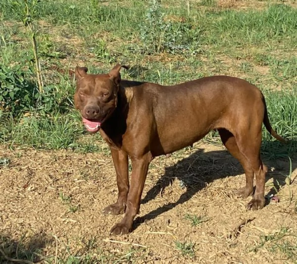 Zena Pitbull Red Nose buona ed infelice in hidden