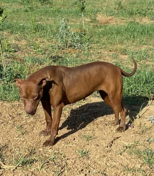 Zena Pitbull Red Nose buona ed infelice in hidden | Foto 0