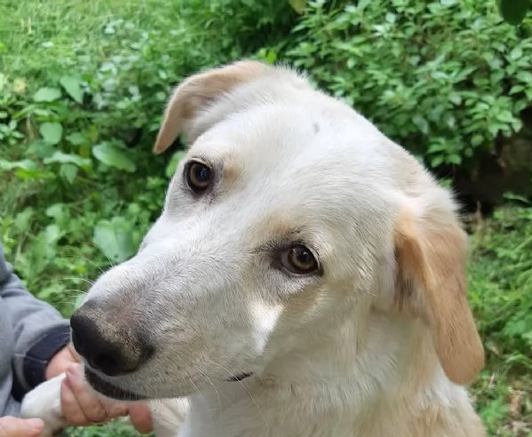 Gina 2anni mix Labrador ok gatti SOS CATANIA | Foto 2