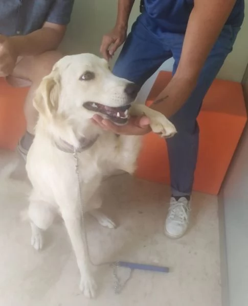 Gina 2anni mix Labrador ok gatti SOS CATANIA