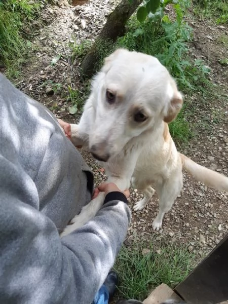 Gina 2anni mix Labrador ok gatti SOS CATANIA | Foto 1