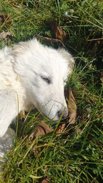 Tito cucciolone bianco 6mesi mollato in montagna | Foto 2