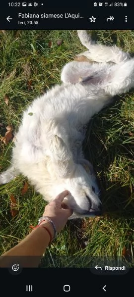 Tito cucciolone bianco 6mesi mollato in montagna | Foto 0