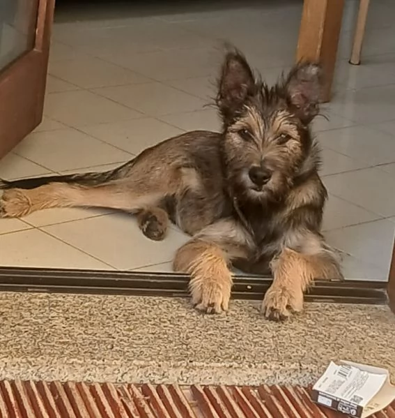 Oreste 67mesi meraviglioso PRESTO IN CANILE OLBIA  | Foto 3