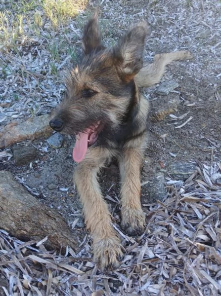 Oreste 67mesi meraviglioso PRESTO IN CANILE OLBIA 