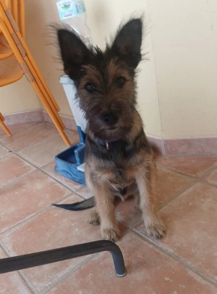 Oreste 67mesi meraviglioso PRESTO IN CANILE OLBIA  | Foto 2