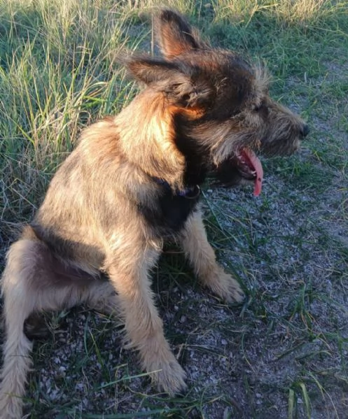 Baffo 67mesi meraviglioso PRESTO IN CANILE OLBIA 