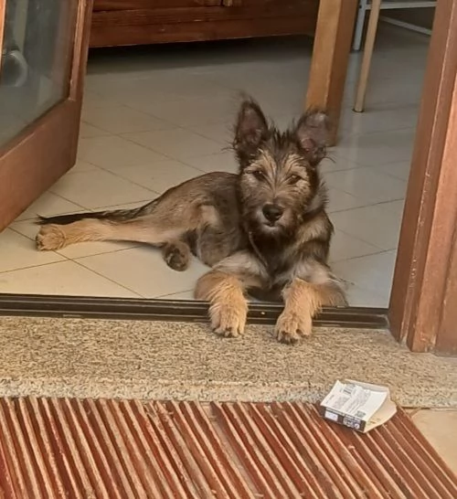 Baffo 67mesi meraviglioso PRESTO IN CANILE OLBIA  | Foto 0