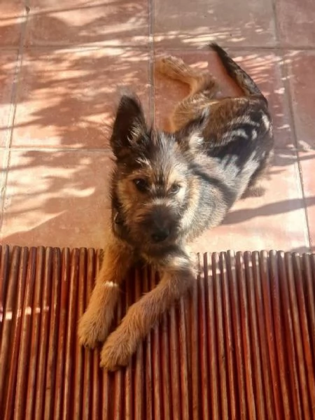 Oreste 67mesi meraviglioso PRESTO IN CANILE OLBIA  | Foto 0