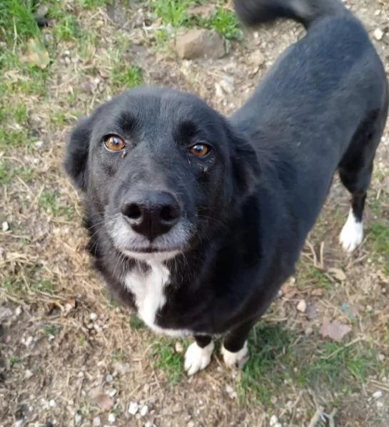 Lucy 4anni nera scampata da avvelenamento CAMPANIA