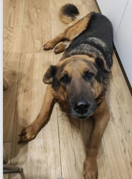 Pastore 1011anni la madrina lo mantiene piugrave ROMA URGENTE | Foto 2