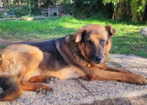 Pastore 1011anni la madrina lo mantiene piugrave ROMA URGENTE | Foto 1