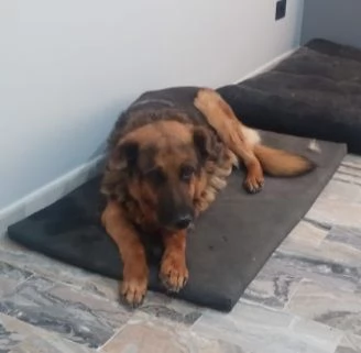 Pastore 1011anni la madrina lo mantiene piugrave ROMA URGENTE | Foto 0