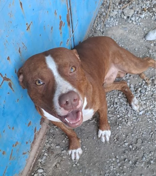 Pitbull 18mesi  e sorella splendidi URGENTE ADOZIONE SUD  | Foto 6