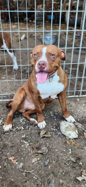 Pitbull 18mesi  e sorella splendidi URGENTE ADOZIONE SUD 