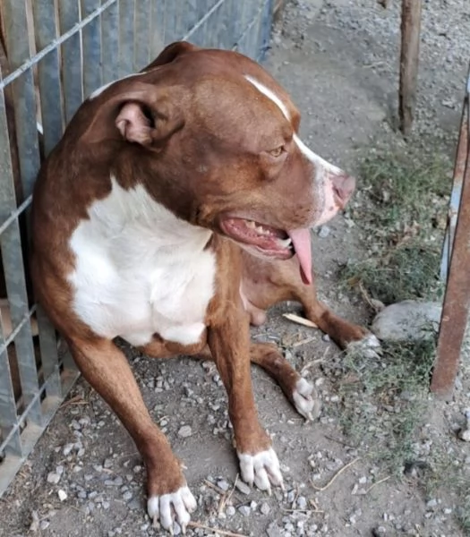 Pitbull 18mesi  e sorella splendidi URGENTE ADOZIONE SUD  | Foto 3