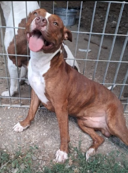 Pitbull 18mesi  e sorella splendidi URGENTE ADOZIONE SUD  | Foto 2