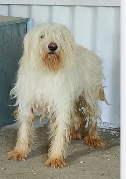 3anni femmina in canile lager da cucciola CALABRIA