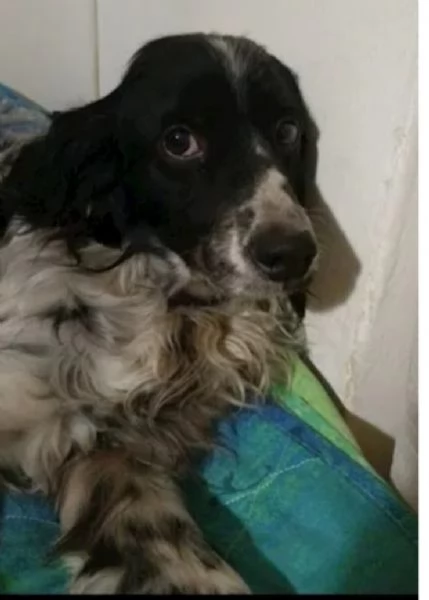 Setter 5anni salvato mesi fa PADOVA SOS | Foto 0