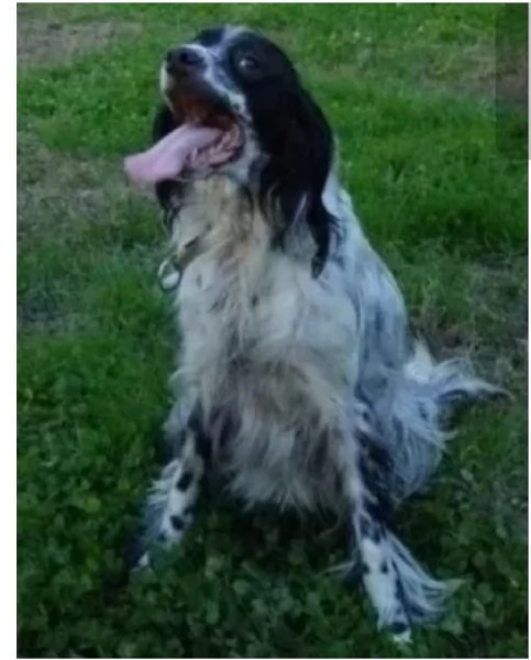 Setter 5anni salvato mesi fa PADOVA SOS