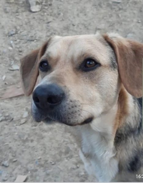 Ringo 3anni e 12 mix Beagle ok gattiTOSCANA | Foto 1