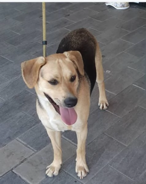 Ringo 3anni e 12 mix Beagle ok gattiTOSCANA | Foto 0