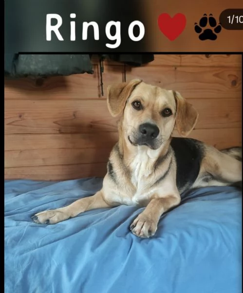 Ringo 3anni e 12 mix Beagle ok gattiTOSCANA
