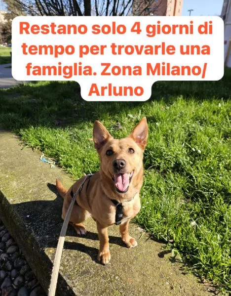 Mix Bassotto femmina 5anni MILANO URGENTISSIMO