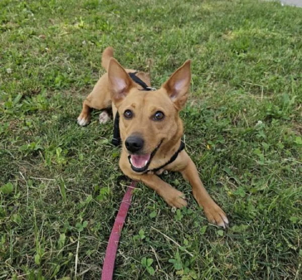 Mix Bassotto femmina 5anni MILANO URGENTISSIMO | Foto 3