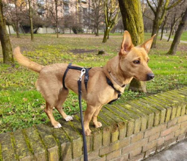 Mix Bassotto femmina 5anni MILANO URGENTISSIMO | Foto 1