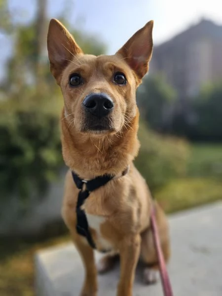 Mix Bassotto femmina 5anni MILANO URGENTISSIMO | Foto 0