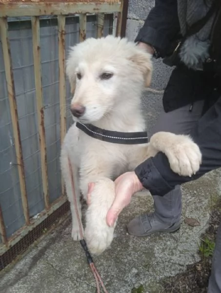 Femmina 5mesi meravigliosa futura tg media abbondante CATANIA