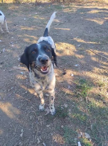 Betty mix Setter 2anni mollata mesi fa SUD | Foto 0