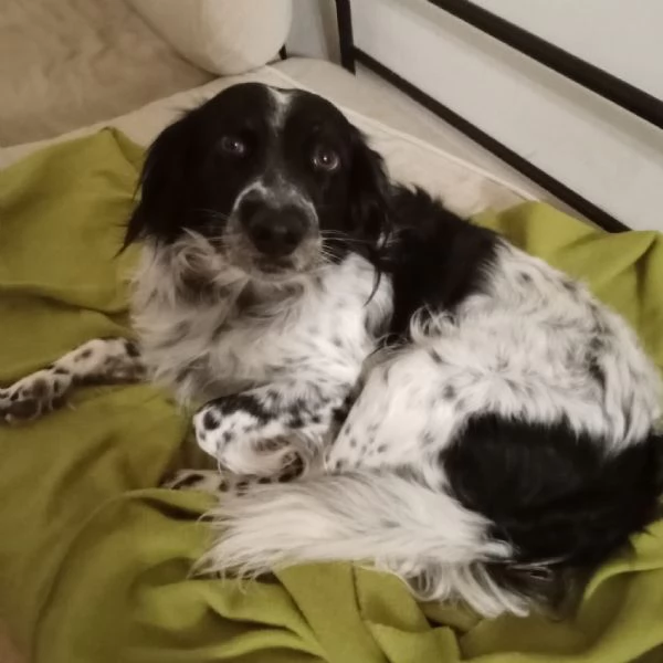 Betty mix Setter 2anni mollata mesi fa FERRARA | Foto 4