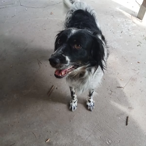 Betty mix Setter 2anni mollata mesi fa FERRARA | Foto 3