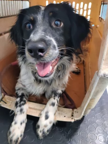 Betty mix Setter 2anni mollata mesi fa SUD