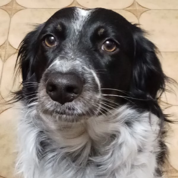 Betty mix Setter 2anni mollata mesi fa FERRARA