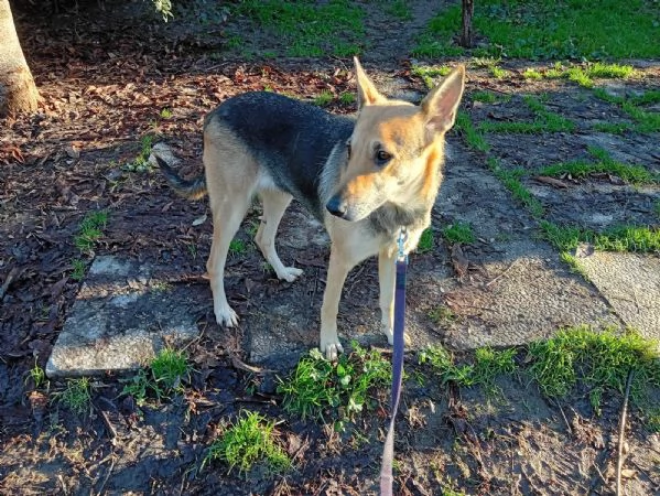 Luna pastorina 5anni salvata da misera vitaBOLOGNA | Foto 0