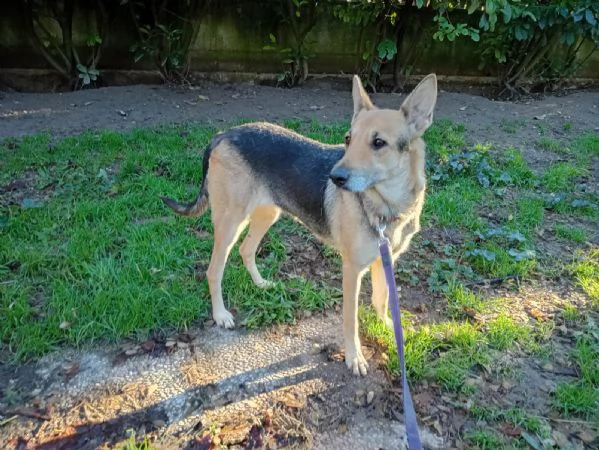 Luna pastorina 5anni salvata da misera vitaBOLOGNA